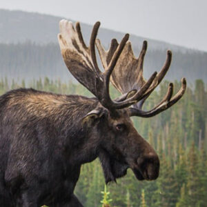 Moose big game hunting packages — Camps Lac-aux-Sables – Camps Lac-aux-Sables