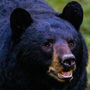 Moose big game hunting packages — Camps Lac-aux-Sables – Camps Lac-aux-Sables